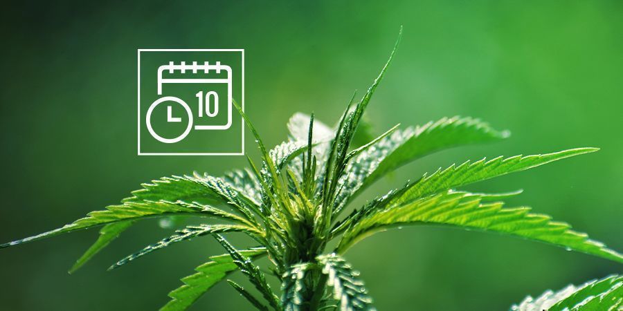 Die Funktion Von Cannabis Ruderalis DIE FUNKTION VON CANNABIS RUDERALIS