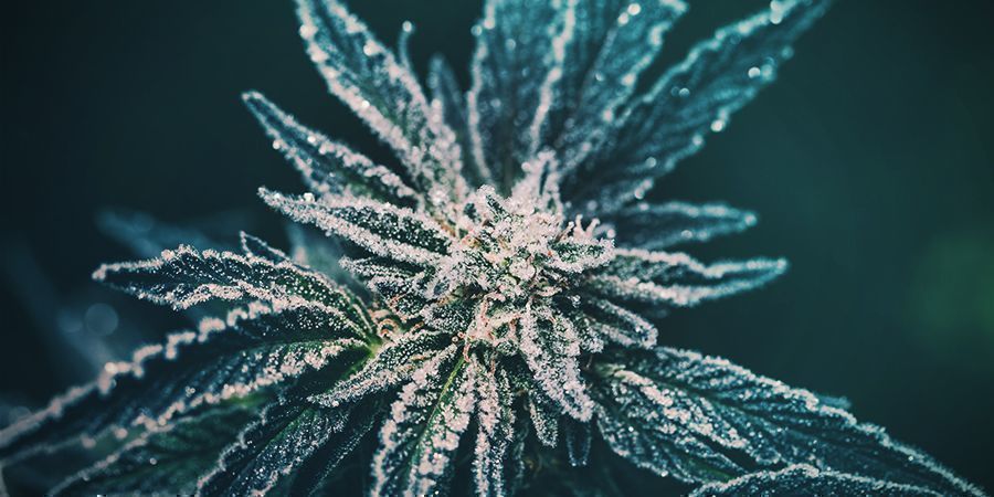 Die Geschichte Von Cannabis Ruderalis DIE GESCHICHTE VON CANNABIS RUDERALIS