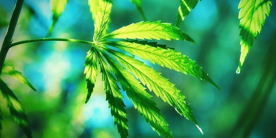 Was Macht Cannabis Ruderalis Anders? WAS MACHT CANNABIS RUDERALIS ANDERS?