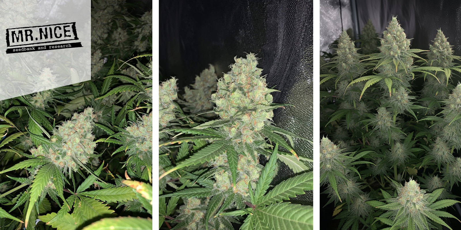 9. Critical Mass Regular (Mr Nice)