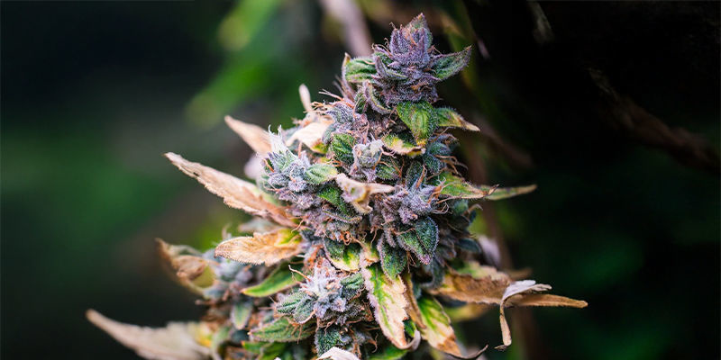 Permanent Marker (Blimburn Seeds) Permanent Marker (Blimburn Seeds)