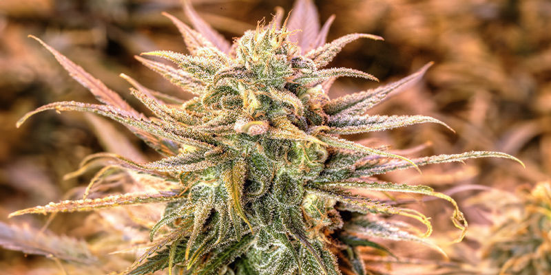 Blue Dream (Garden of Green) Blue Dream (Garden of Green)