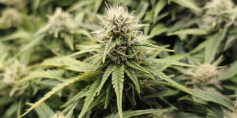 Fat Banana (Royal Queen Seeds) Fat Banana (Royal Queen Seeds)