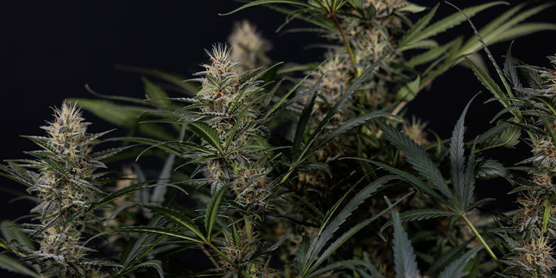 Hochgenuss garantiert: Perfektes Zusammenspiel von Aromen und Potenz Hochgenuss garantiert: Perfektes Zusammenspiel von Aromen und Potenz