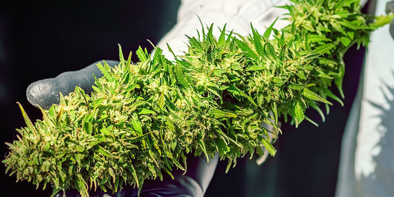 Eigenschaften Von Skunk-#1-Gras Eigenschaften von Skunk-#1-Gras