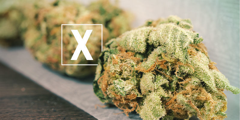 Ist Skunk-Cannabis Schlecht? Ist Skunk-Cannabis schlecht?