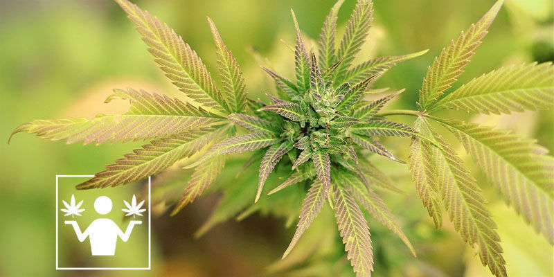 Der Unterschied Zwischen Skunk Und Cannabis Unterschied Skunk und Cannabis