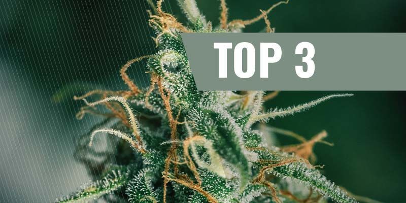 Die Top 3 Der Skunk-Sorten Die Top 3 der Skunk-Sorten