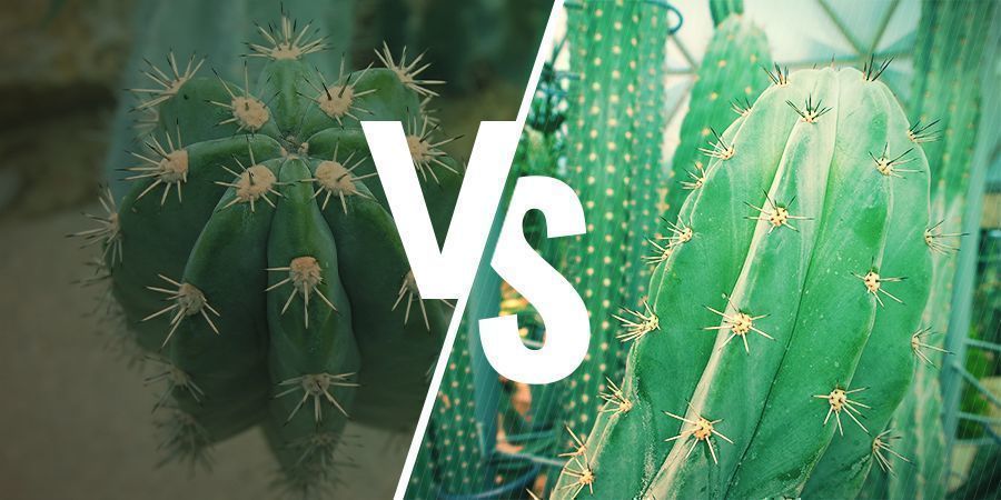 Bolivian Torch Vs. Peruvian Torch Bolivian Torch Vs. Peruvian Torch