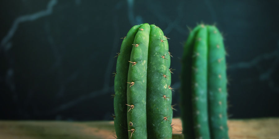 Identifikation Von Bolivian Torch Identifikation Von Bolivian Torch