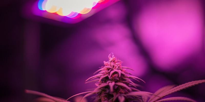 Cannabisanbau Mit LED-Grow-Lampen Cannabisanbau mit LED-Grow-Lampen