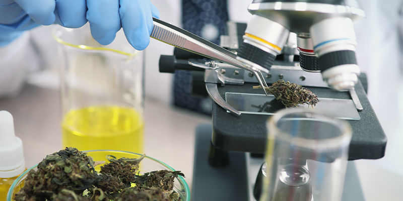 Die Zukunft Von Cannabis Und Dem Verdauungssystem