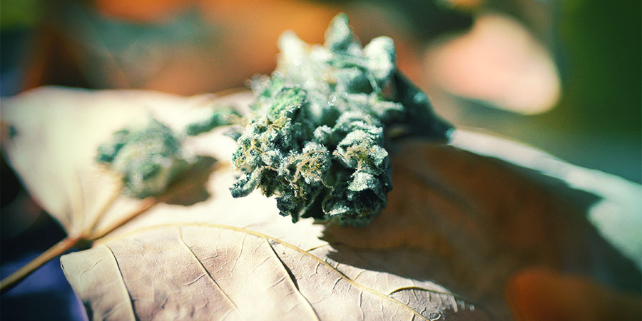 Blütenbildung Cannabis Blütenbildung Cannabis