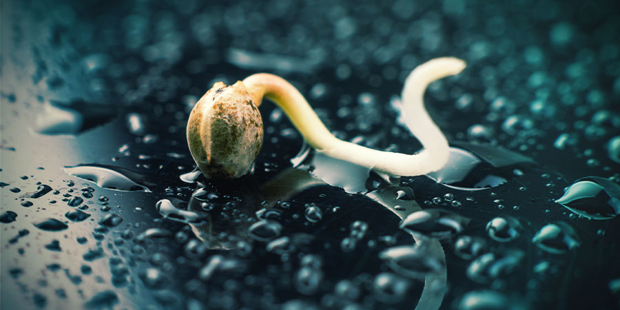 Lass Das Anbauen Beginnen: Keimung Und Setzlinge Lass Das Anbauen Beginnen: Keimung Und Setzlinge