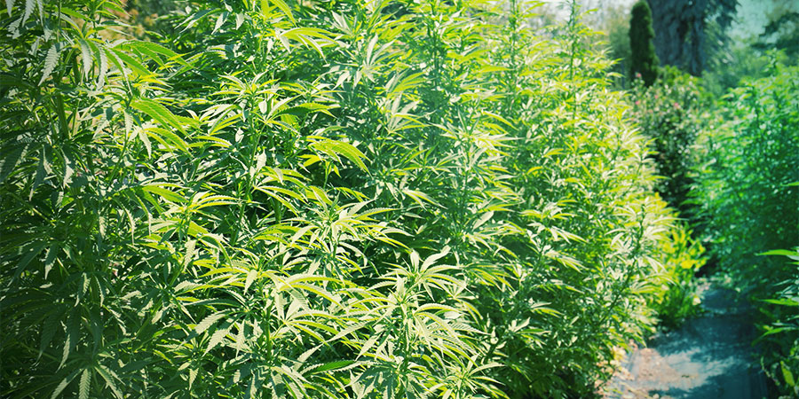 Vegetationsperiode Vegetationsperiode