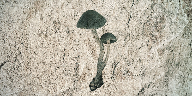 Was Haben Zauberpilze Mit Der Stoned Ape-Theorie Zu Tun? Was haben Zauberpilze mit der Stoned Ape-Theorie zu tun?