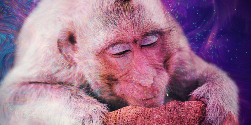 Was Ist Die Stoned-Ape-Theorie? Was ist die Stoned-Ape-Theorie?