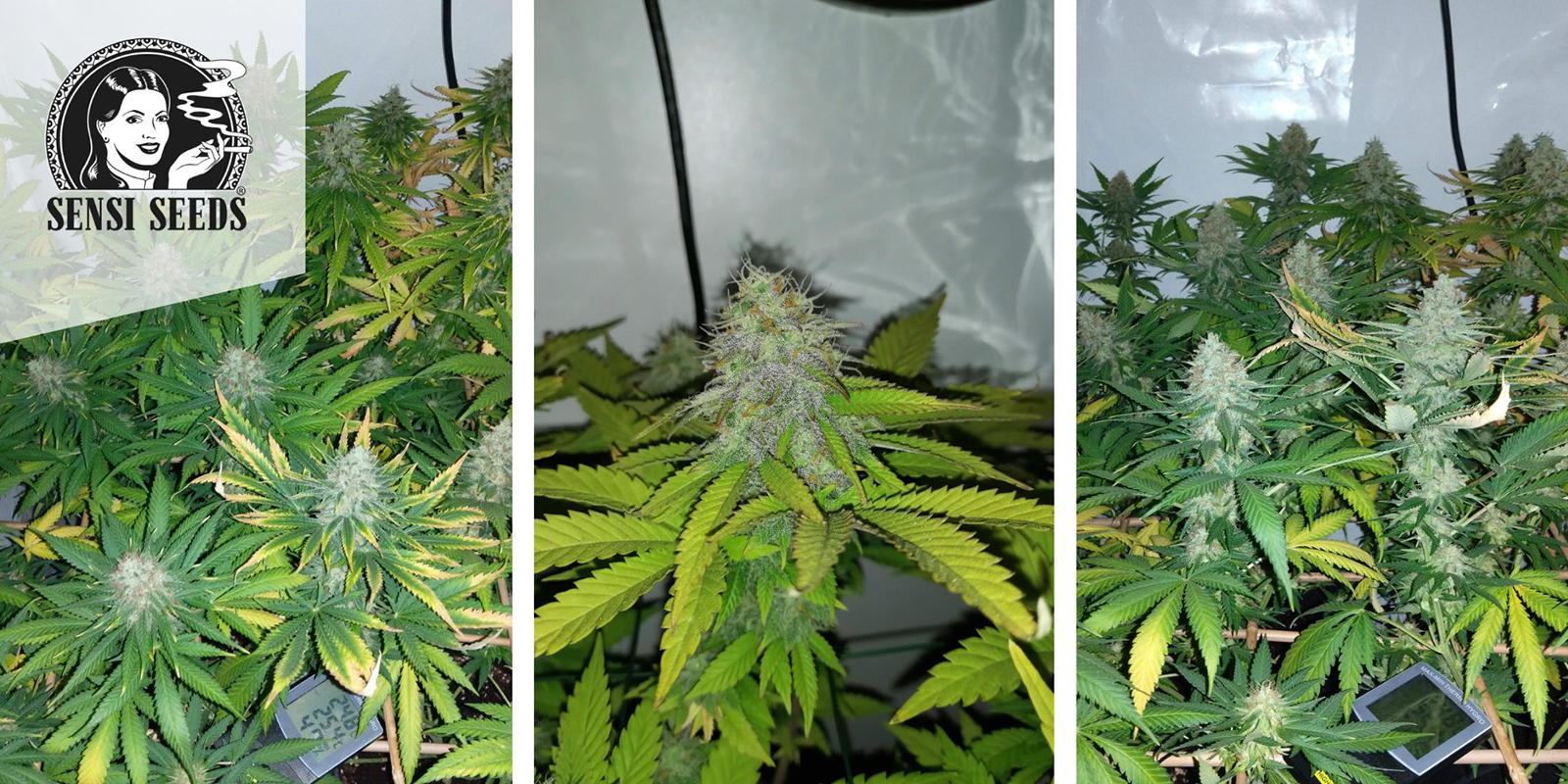 Early Skunk (Sensi Seeds) feminisiert