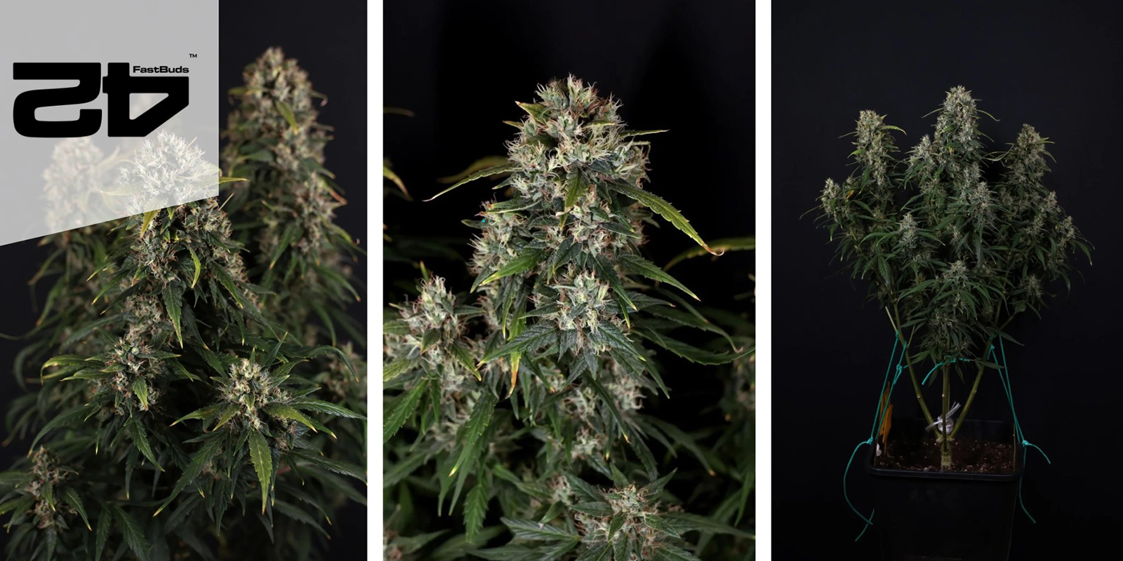 Gorilla Cookies Auto (FastBuds) feminisiert