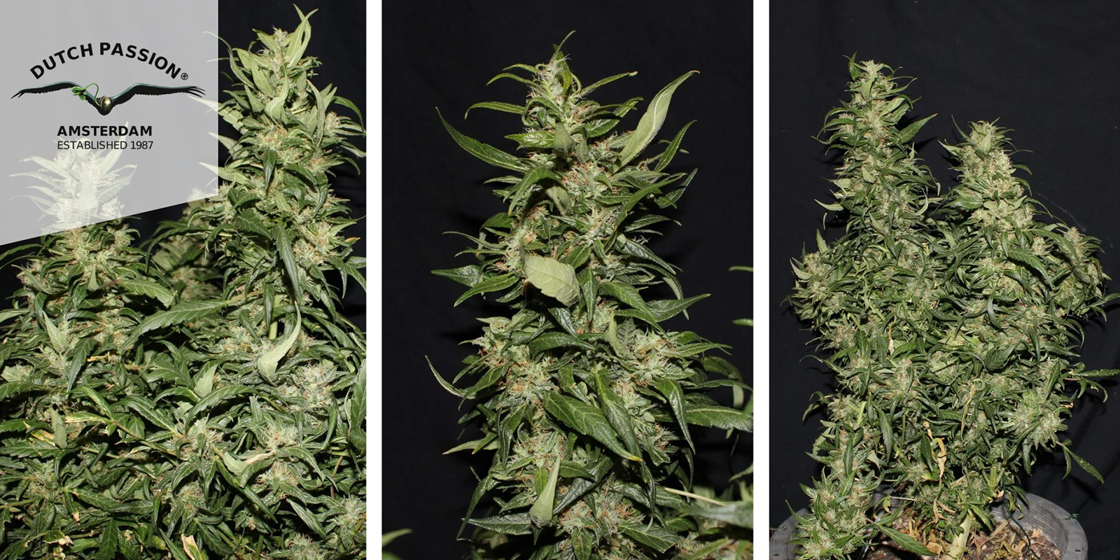 Hollands Hope (Dutch Passion) feminisiert