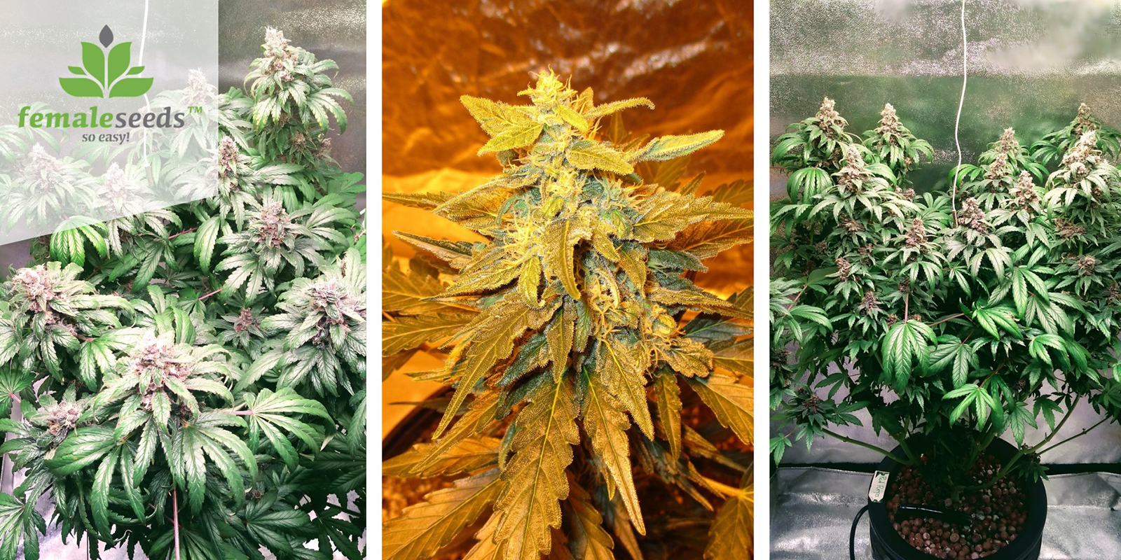 Purple Maroc (Female Seeds) feminisiert