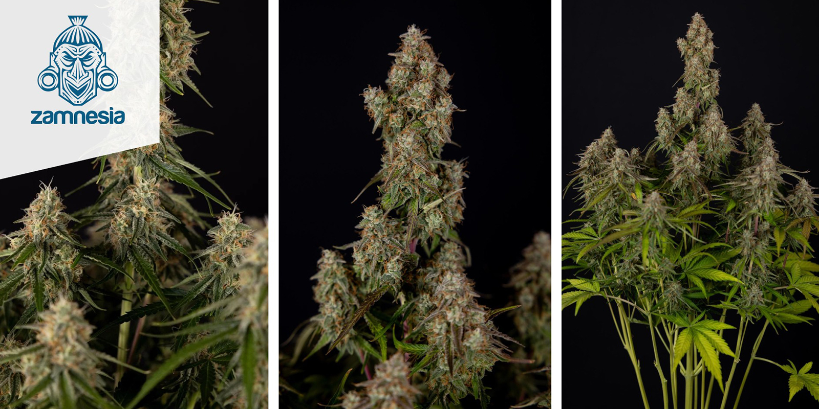 Wurlz F1 Automatic (Zamnesia Seeds) feminisiert