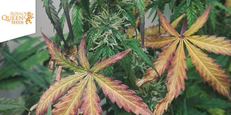 Purple Queen Automatic Purple Queen Automatic