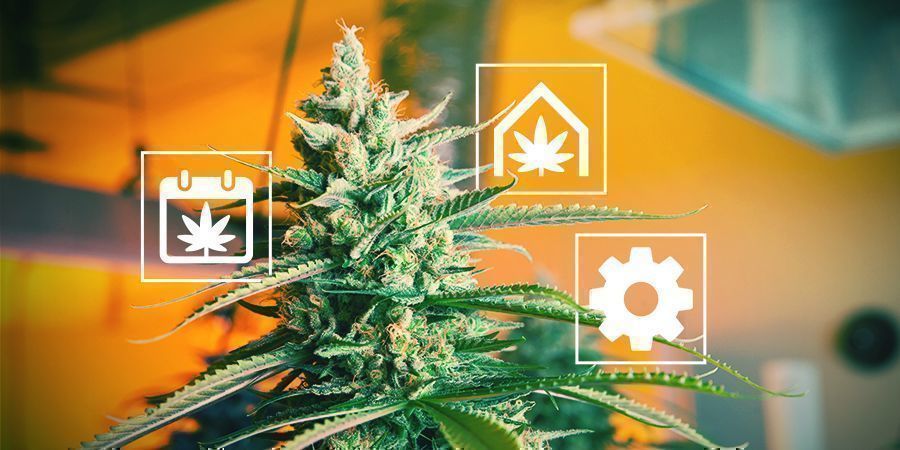 Tipps Für Den Cannabisanbau Im Vereinigten Königreich Tipps Für Den Cannabisanbau Im Vereinigten Königreich