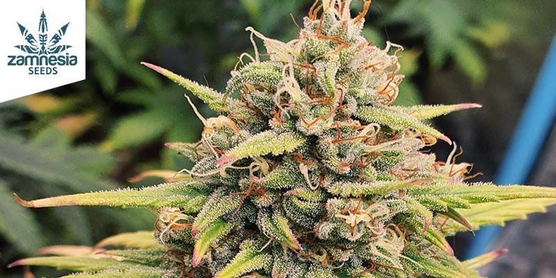 Watermelon Candy Automatic Watermelon Candy Automatic