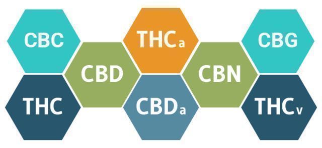 Wie Wirkt CBD Auf Deinen Körper? WIE WIRKT CBD AUF DEINEN KÖRPER?