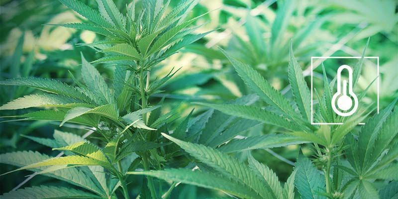 Hitze- Und Feuchtigkeitsstress Popcorn-Buds: Hitze- Und Feuchtigkeitsstress