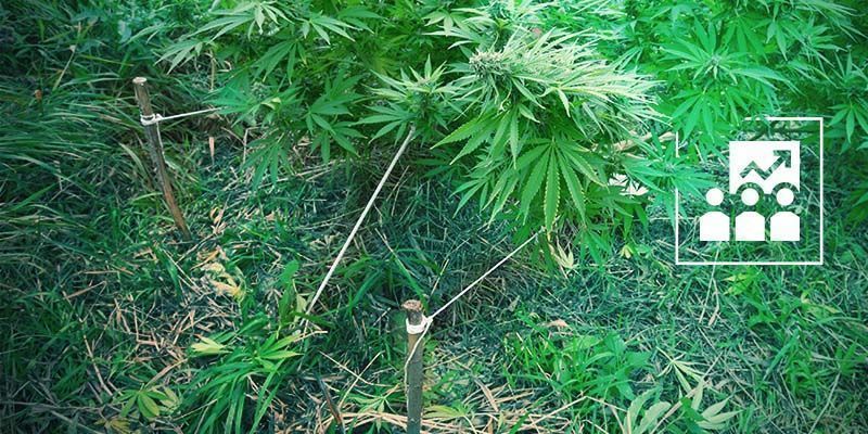 Falsches Training Popcorn-Buds: Falsches Training