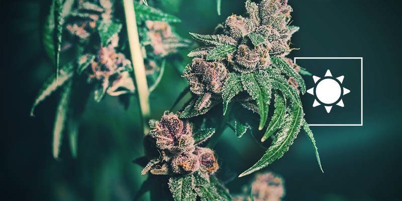 Schlechte Lichteinwirkung Popcorn-Buds: Schlechte Lichteinwirkung