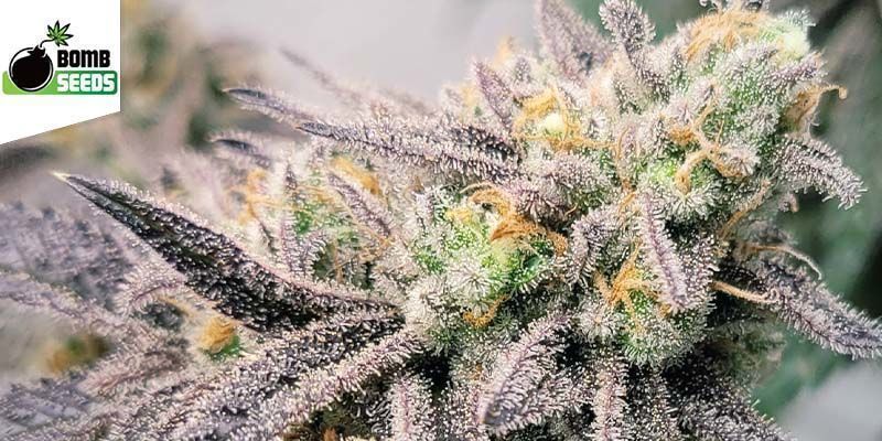 Berry Bomb Auto (Bomb Seeds) Berry Bomb Auto (Bomb Seeds)