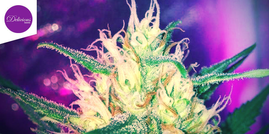 Critical Neville Haze Auto (Delicious Seeds) Critical Neville Haze Auto (Delicious Seeds)