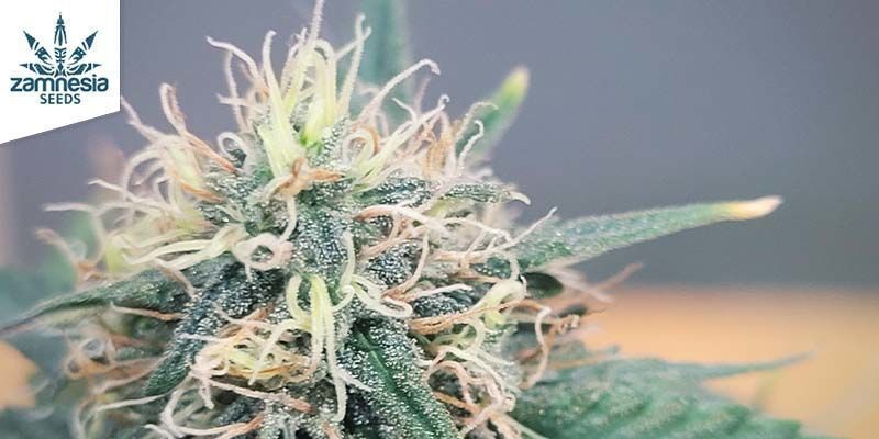 Diesel Automatic (Zamnesia Seeds) Diesel Automatic (Zamnesia Seeds)