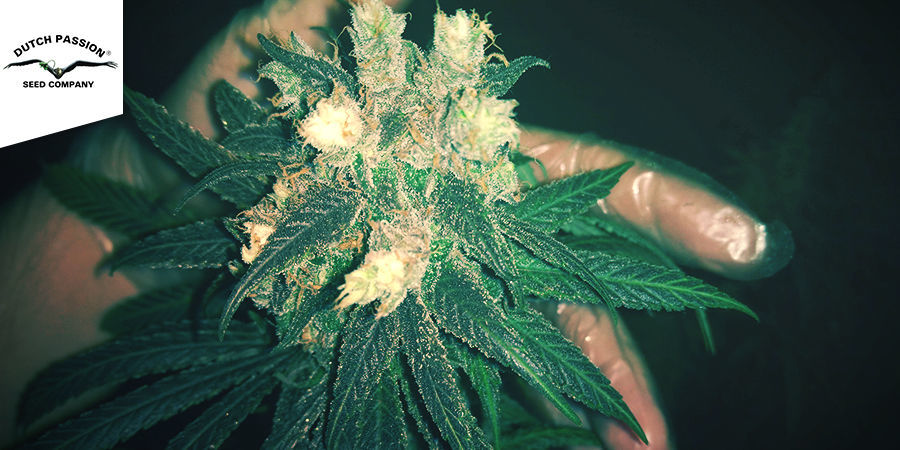 Frisian Dew (Dutch Passion) Frisian Dew (Dutch Passion)