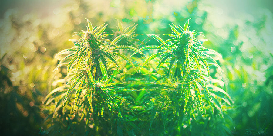 Wie Man Die Richtige Cannabissorte Auswählt WIE MAN DIE RICHTIGE CANNABISSORTE AUSWÄHLT IN DEUTSCHLAND