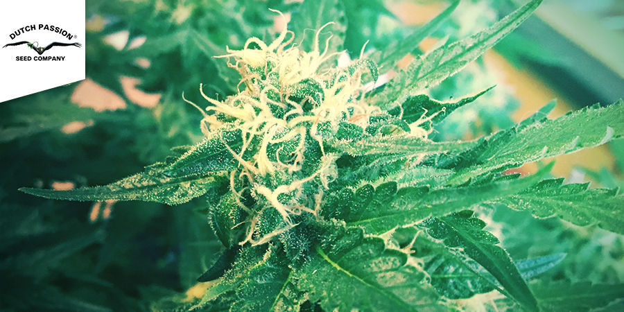 Power Plant (Dutch Passion) Power Plant (Dutch Passion)