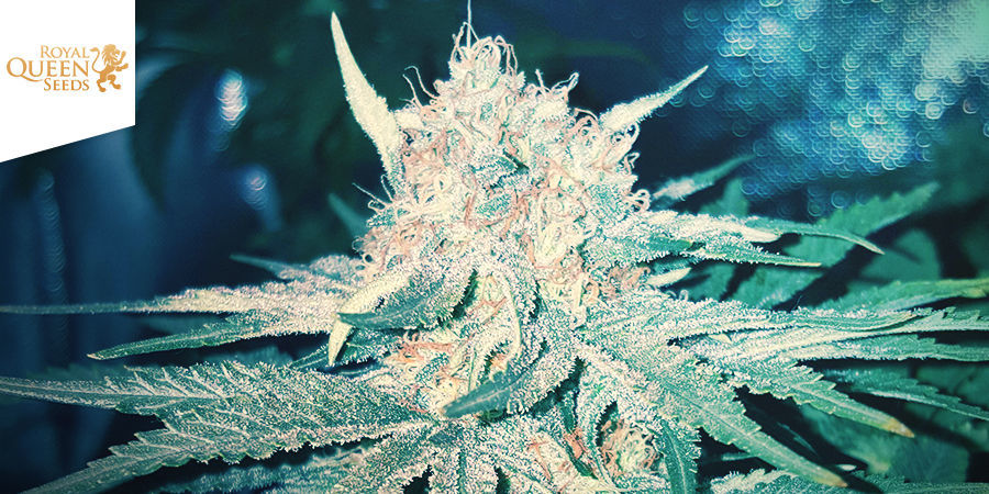 Skunk XL (Royal Queen Seeds) Skunk XL (Royal Queen Seeds)