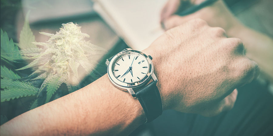 Stimme Deinen Anbau Zeitlich Ab, Um Fehlschläge Zu Vermeiden CANNABISANBAU - STIMME DEINEN ANBAU ZEITLICH AB, UM FEHLSCHLÄGE ZU VERMEIDEN