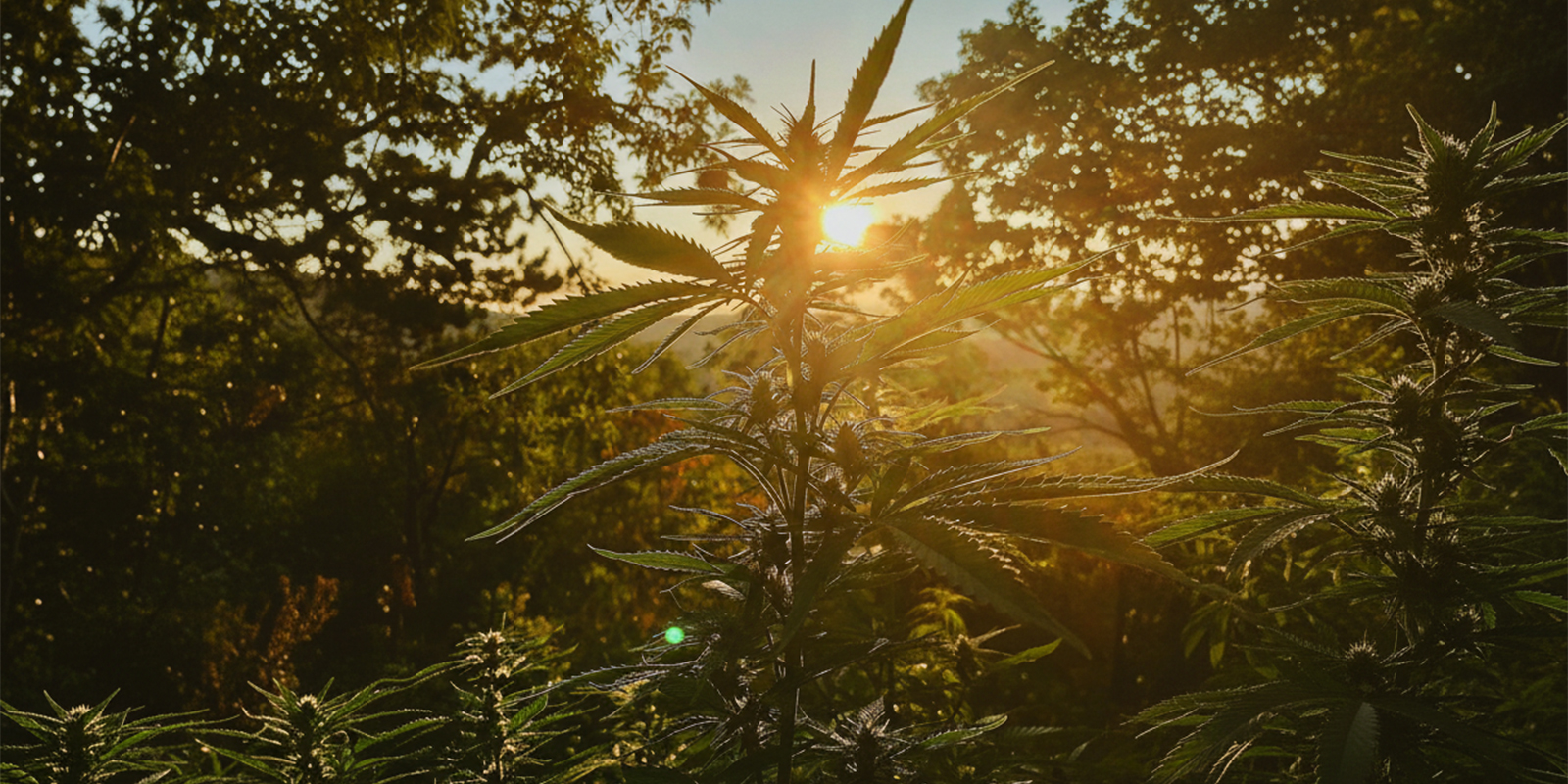 Praktische Tipps f&uuml;r den Outdoor-Anbau in Deutschland