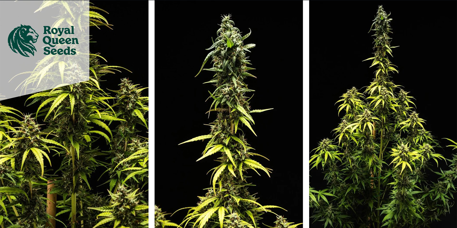 Amnesia Haze (Royal Queen Seeds) feminisiert Amnesia Haze (Royal Queen Seeds) feminisiert