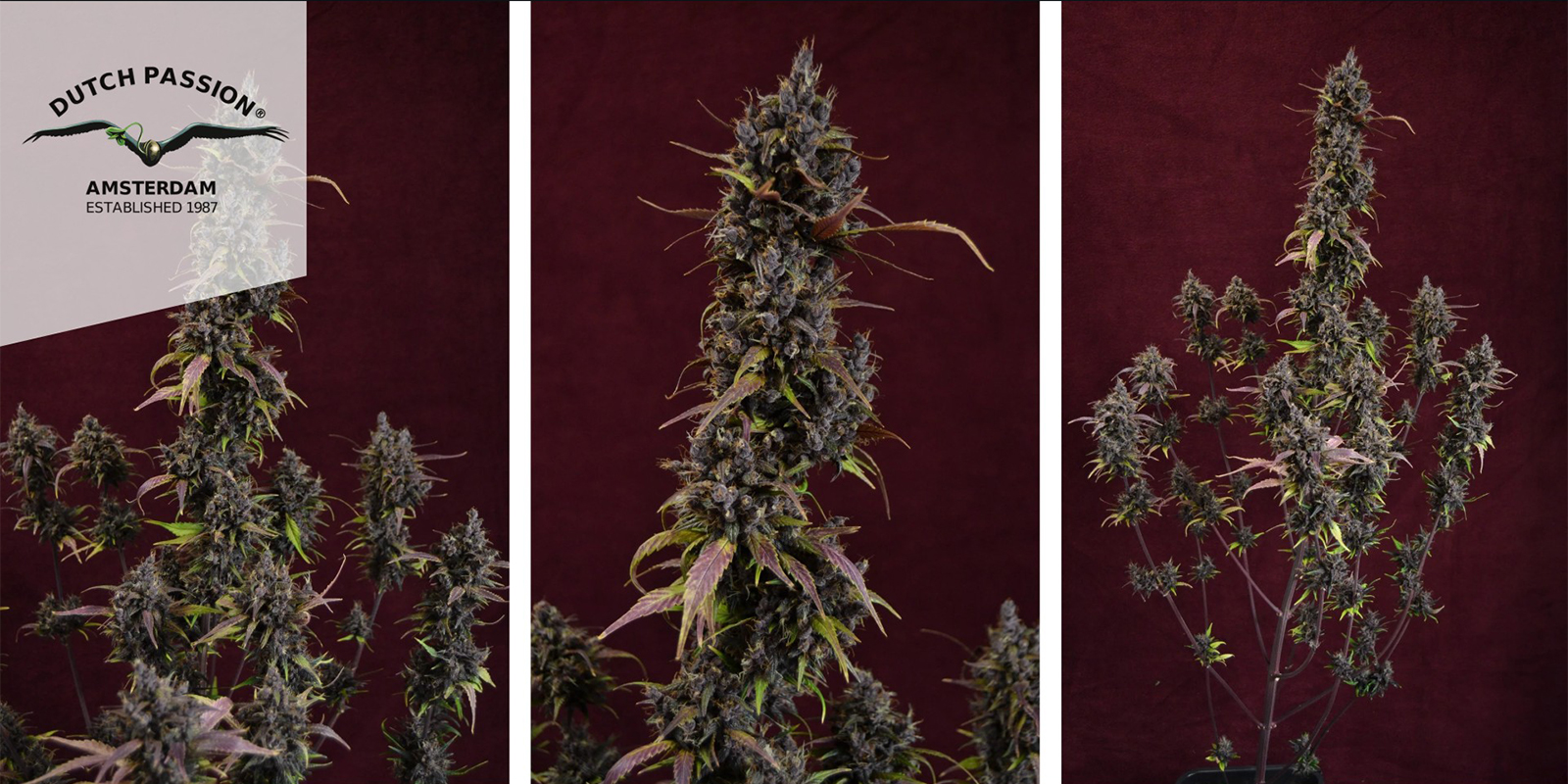 Auto Blackberry Kush (Dutch Passion) feminisiert Auto Blackberry Kush (Dutch Passion) feminisiert