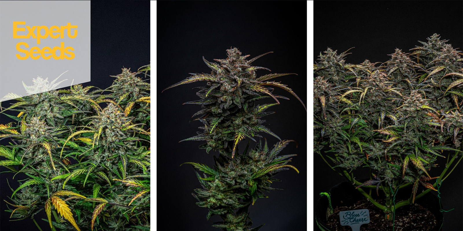 Blueberry Glue Auto (Expert Seeds) feminisiert Blueberry Glue Auto (Expert Seeds) feminisiert