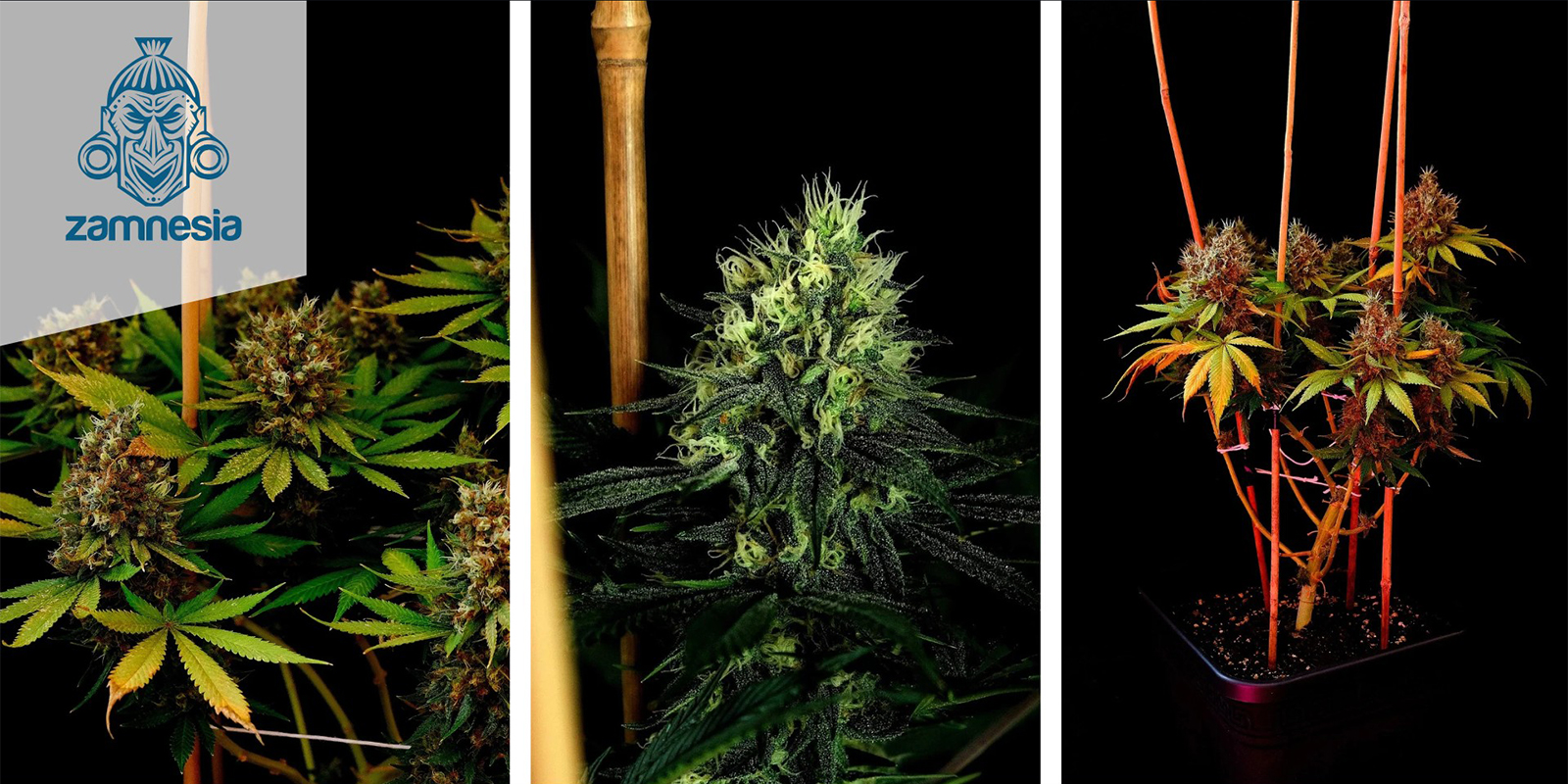 Kalini Asia (Zamnesia Seeds) feminisiert Kalini Asia (Zamnesia Seeds) feminisiert