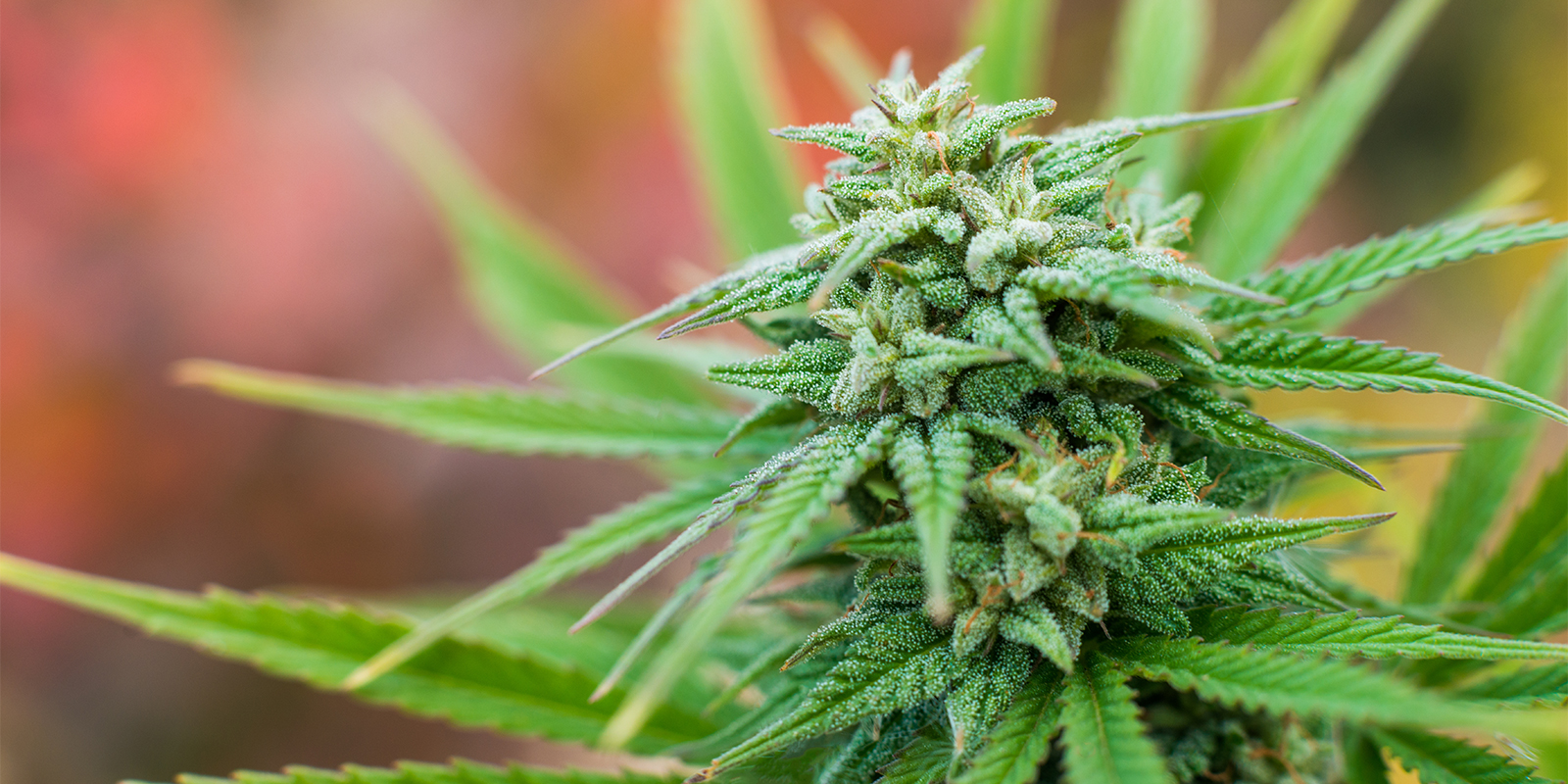 Praxistipps für den Outdoor-Anbau in Frankreich Praxistipps für den Outdoor-Anbau in Frankreich