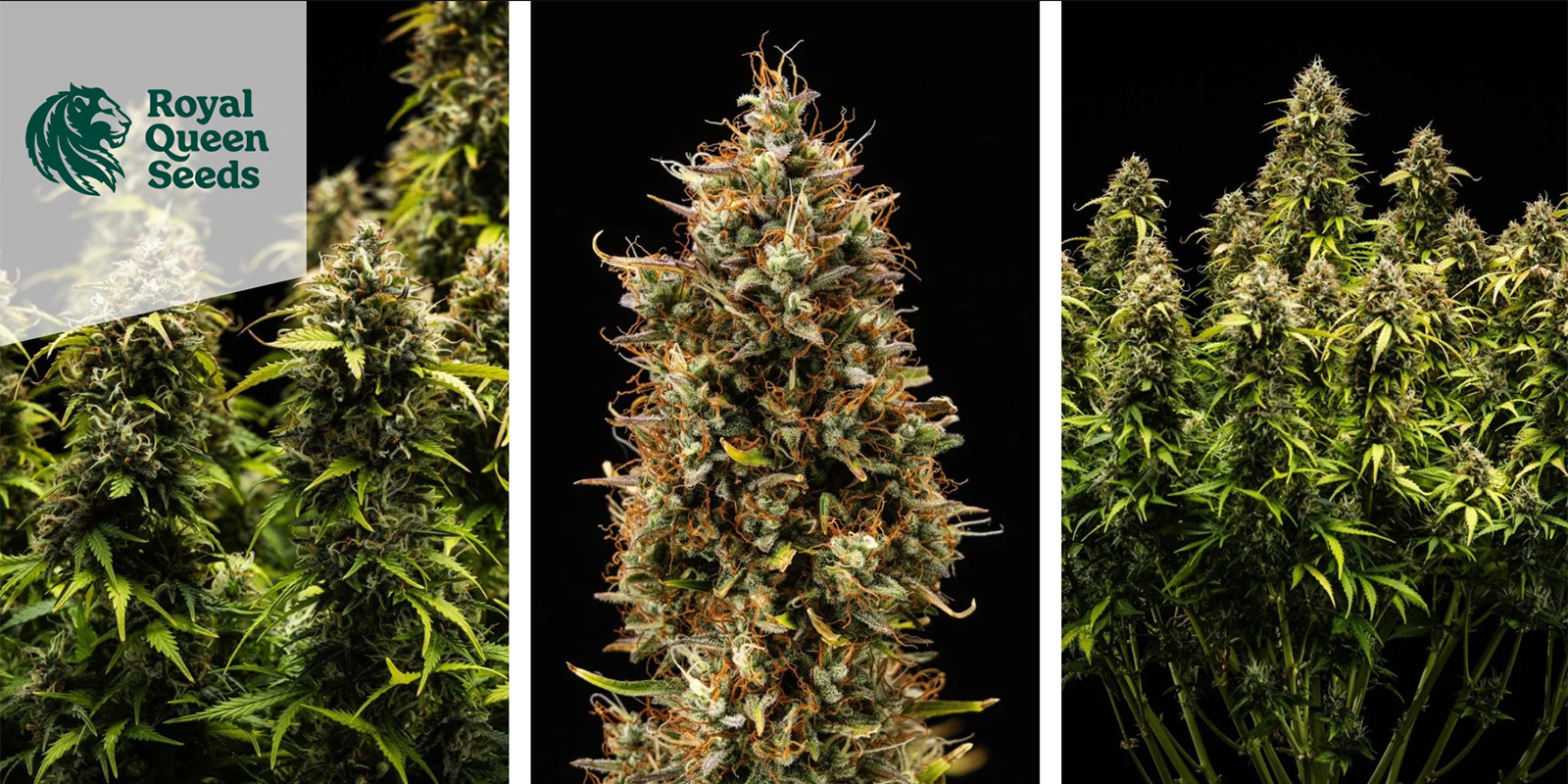 Quick One Autoflower (Royal Queen Seeds) feminisiert Quick One Autoflower (Royal Queen Seeds) feminisiert