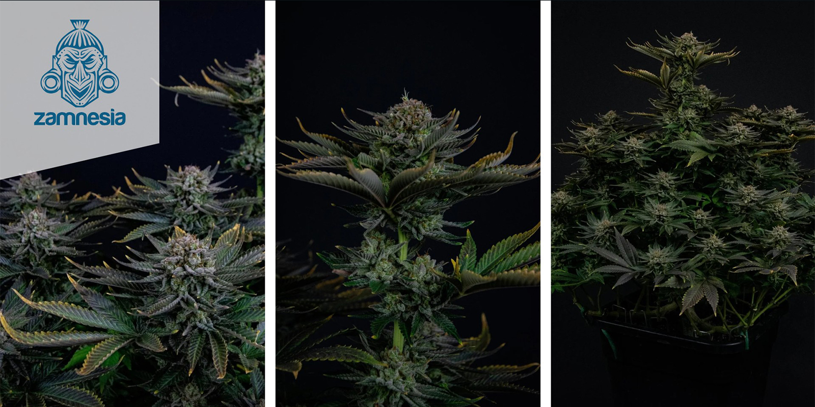 Runtz (Zamnesia Seeds) feminisiert Runtz (Zamnesia Seeds) feminisiert