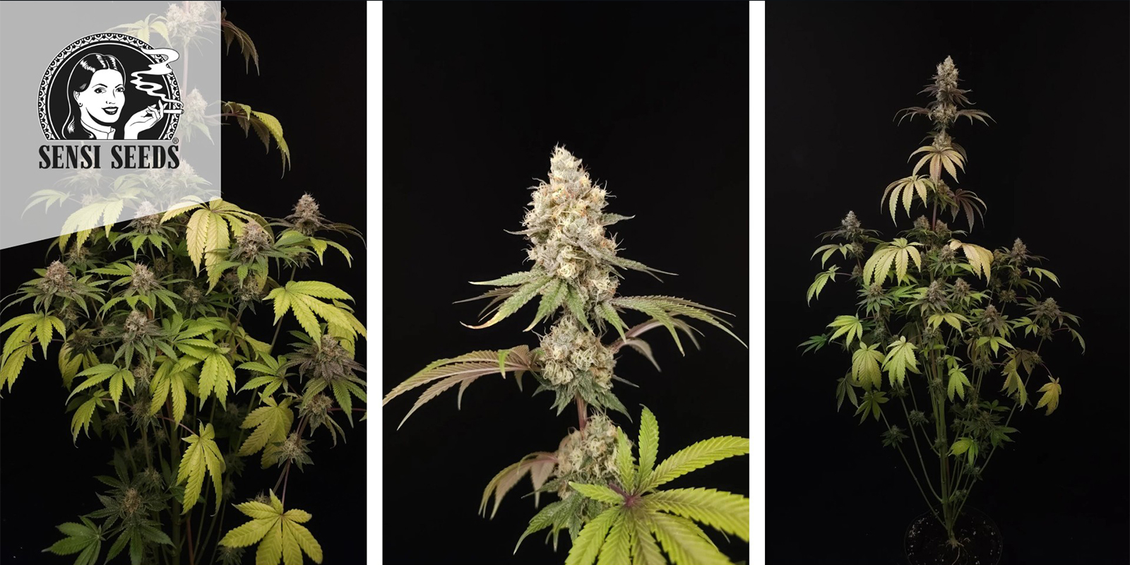 Super Skunk (Sensi Seeds) feminisiert Super Skunk (Sensi Seeds) feminisiert